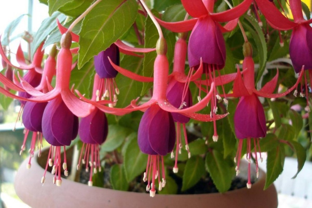 Красивые комнатные цветы: фото, названия и уход (каталог 2025)