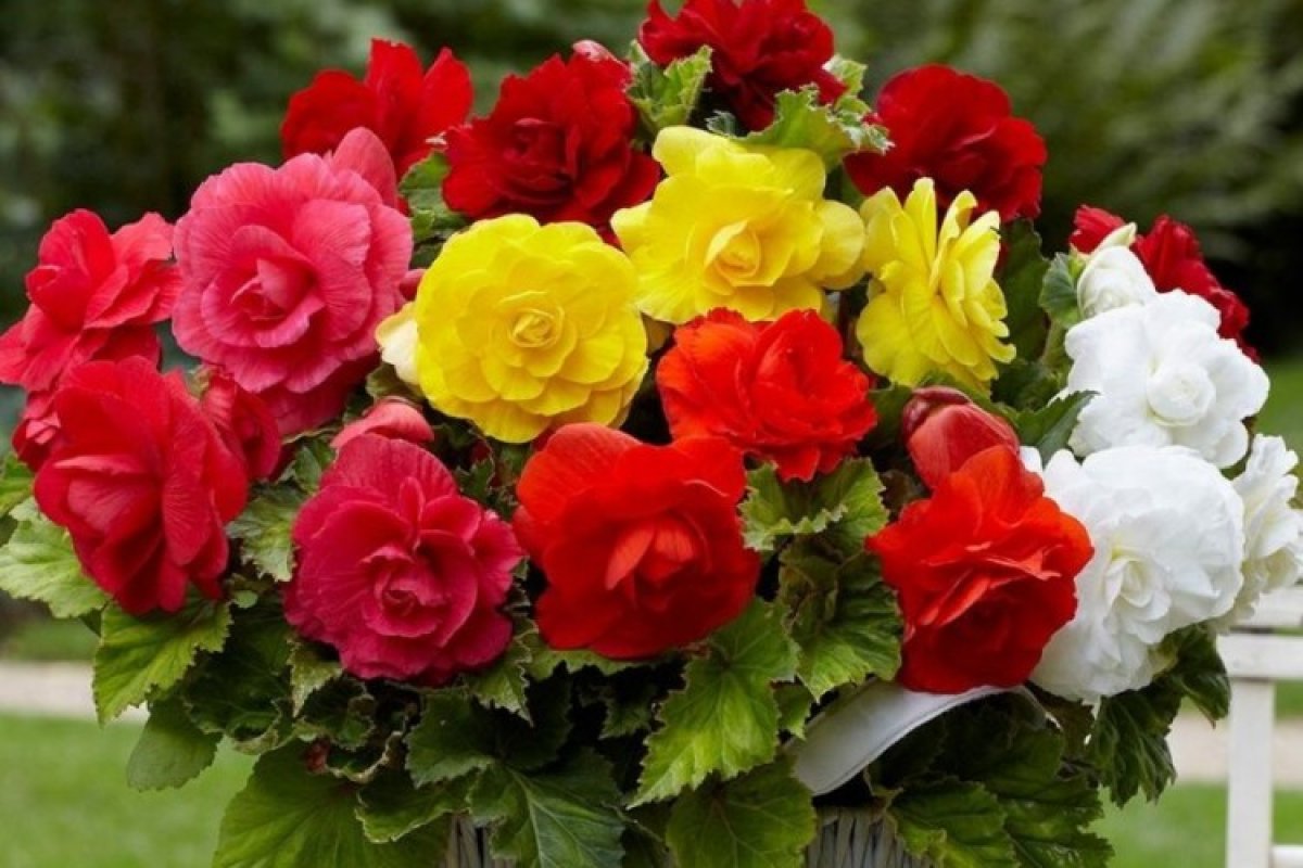 Тенелюбивые комнатные растения: каталог с фото и описанием