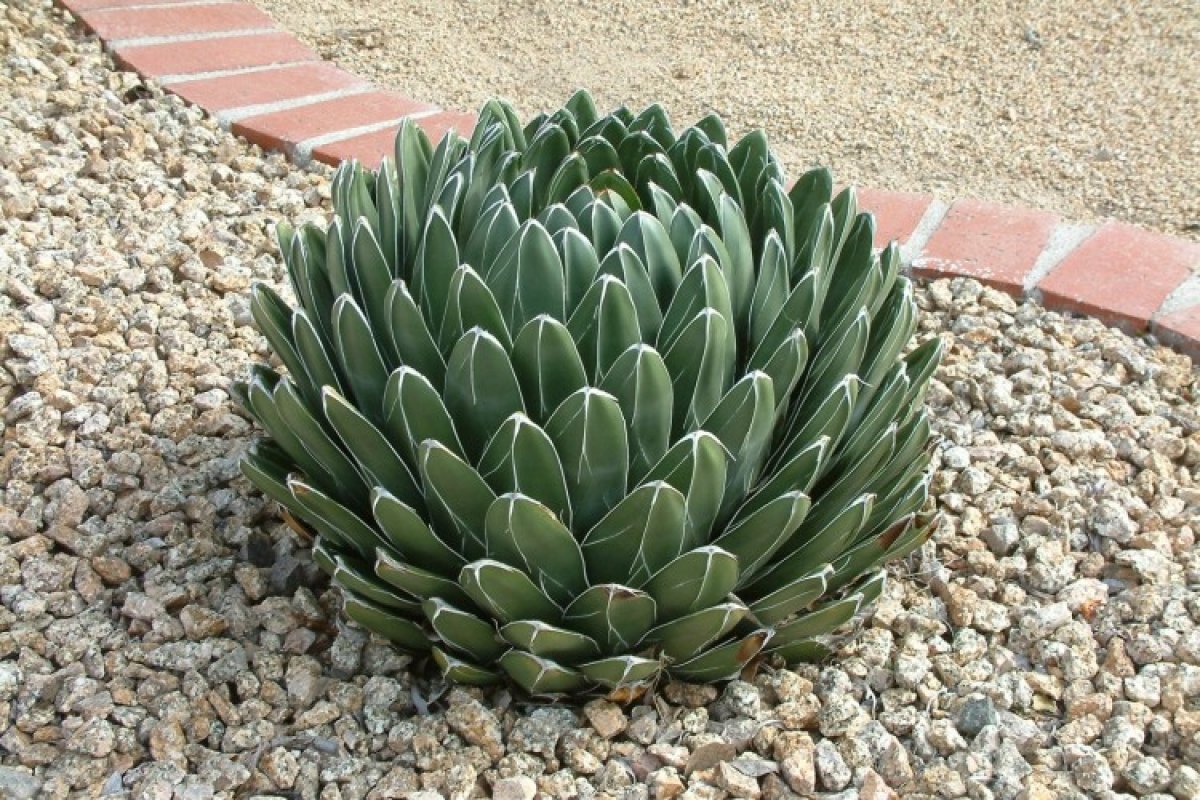 Агава в домашних условиях: виды, уход, фото и советы по выращиванию