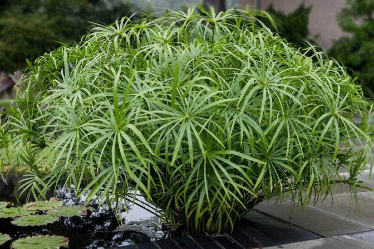 Циперус в домашних условиях: уход, виды и фото удачных примеров