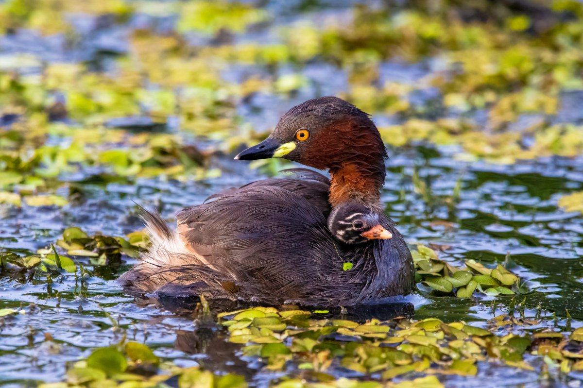 Птицы Краснодарского края: фото, виды и описания в каталоге