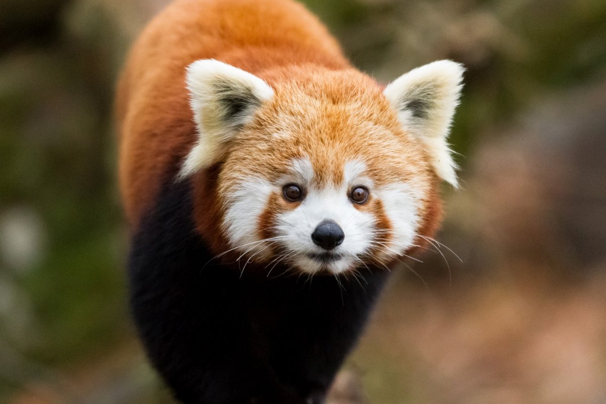 Топ-25 самых известных и популярных животных Китая