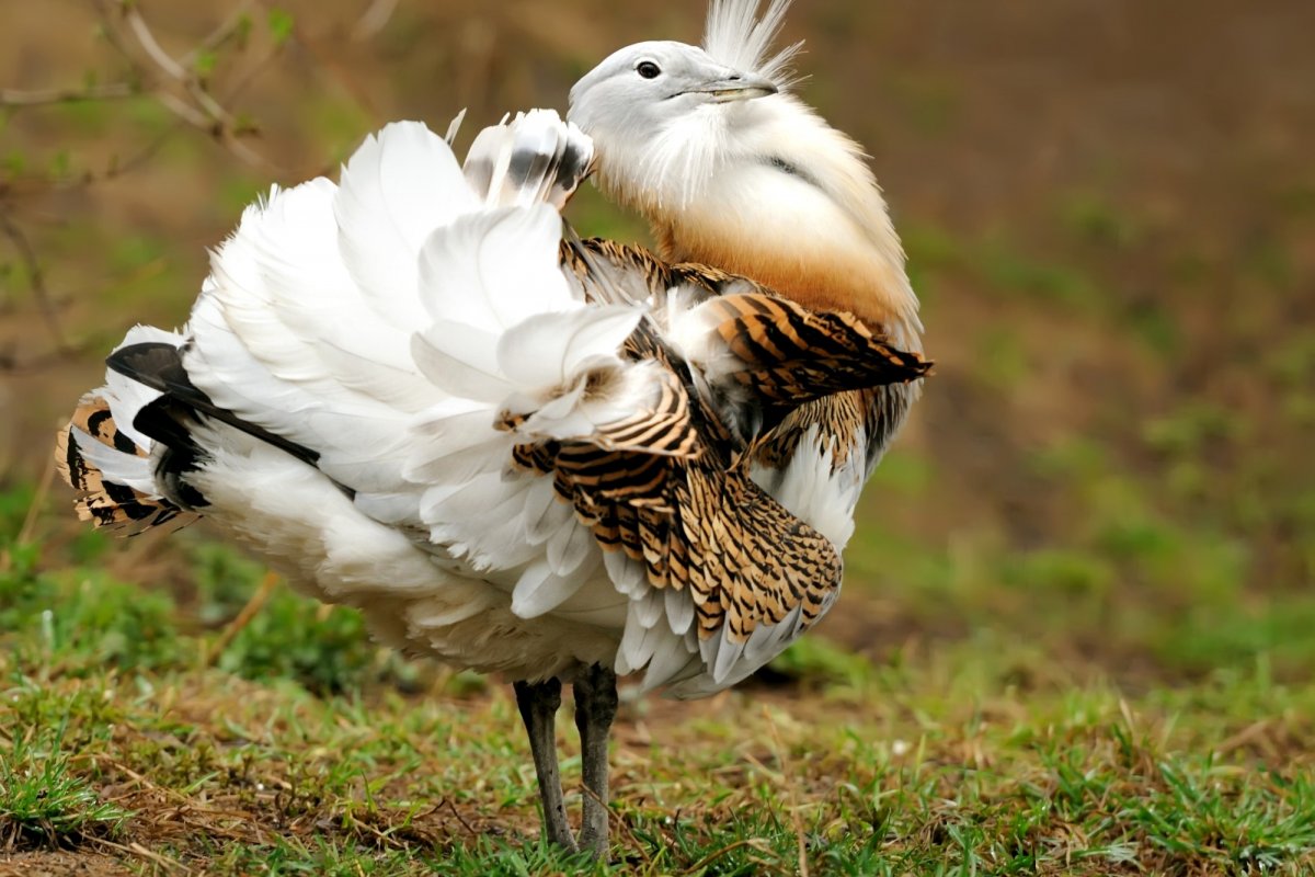 30 редких птиц из Красной книги России: кто под угрозой исчезновения