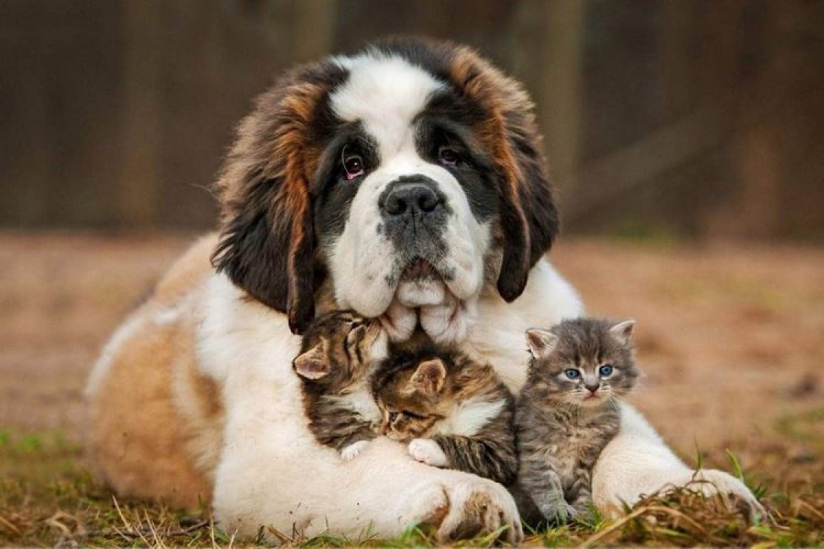 Крупные породы собак: названия, фото и описание в каталоге