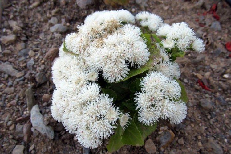 Агератум Summer Snow - Виды агератума