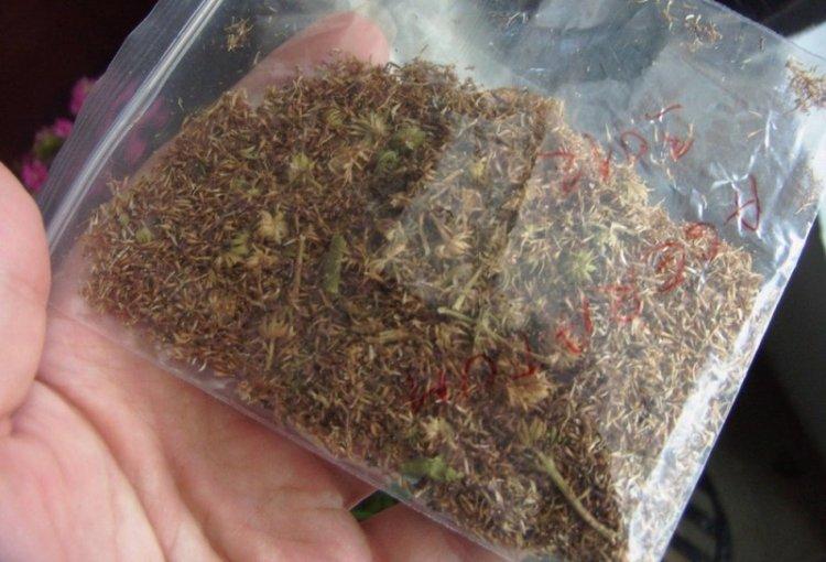 Посадка и размножение - Уход за агератумом