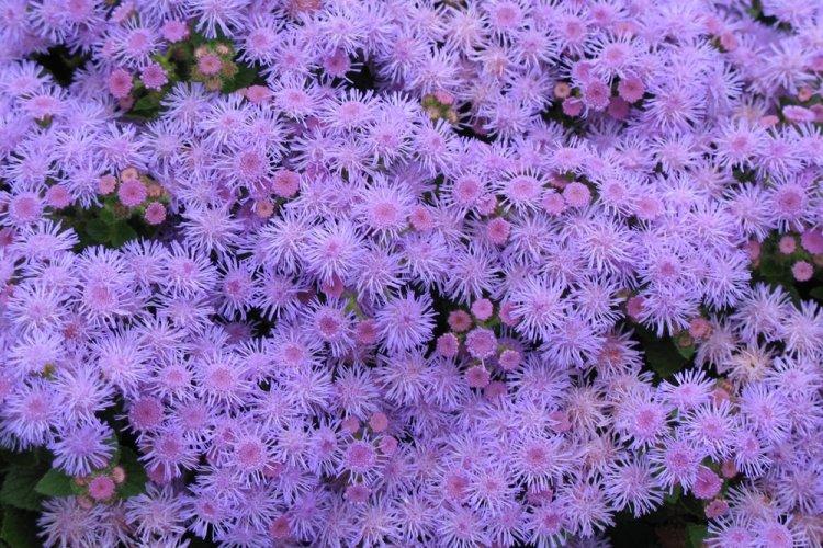 Агератум - фото