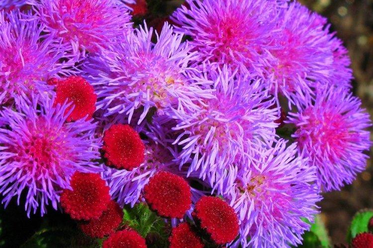 Агератум - фото