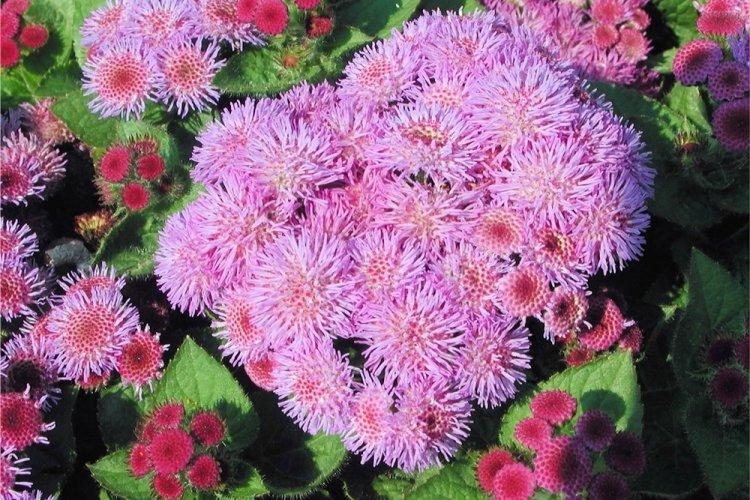 Агератум - фото