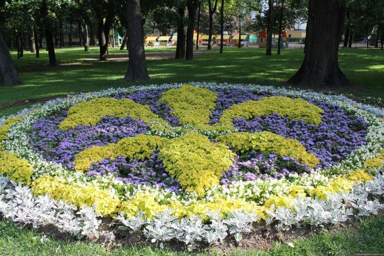 Агератум - фото