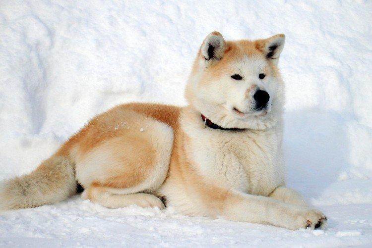 Условия содержания - Уход за акита-ину