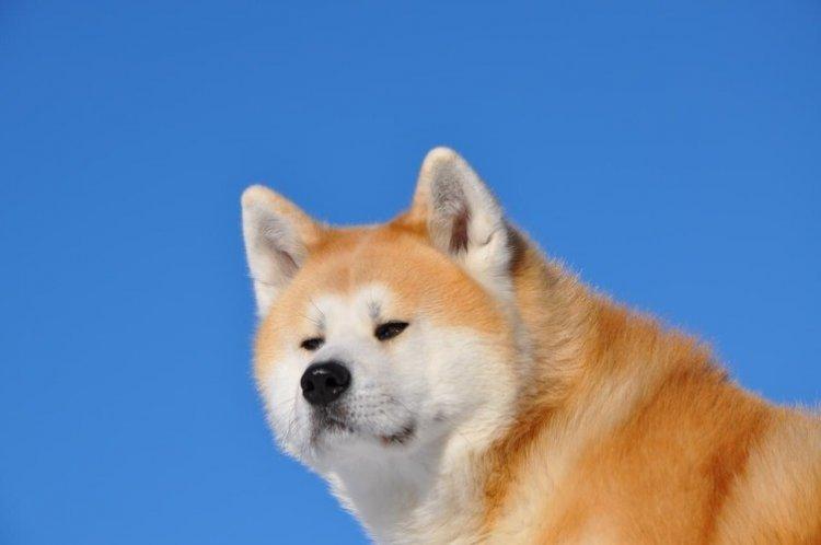 Акита-ину - фото