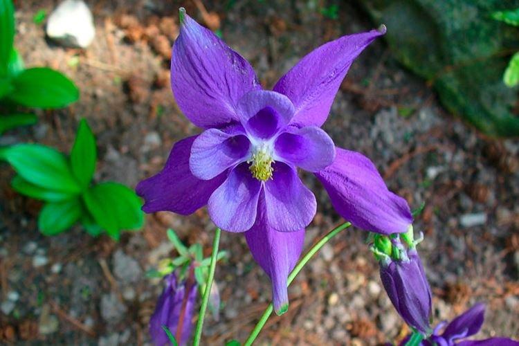 Аквилегия альпийская