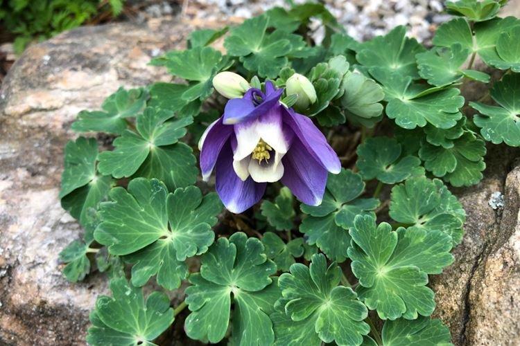 Аквилегия Дисколор