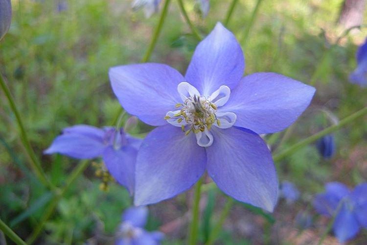 Аквилегия мелкоцветковая