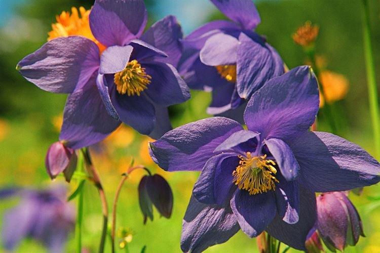 Аквилегия железистая