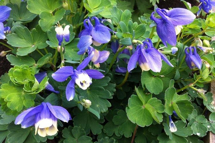 Аквилегия вееровидная