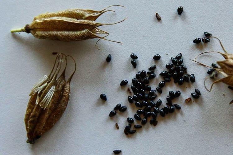 Пересадка и размножение - Уход за аквилегией