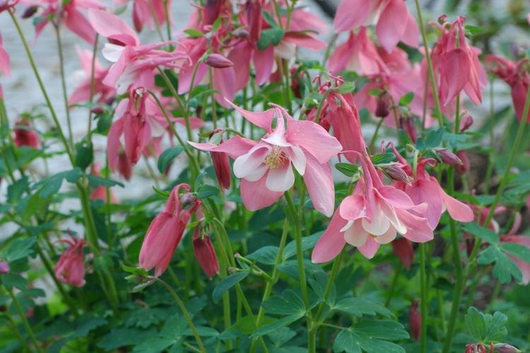 Аквилегия - фото