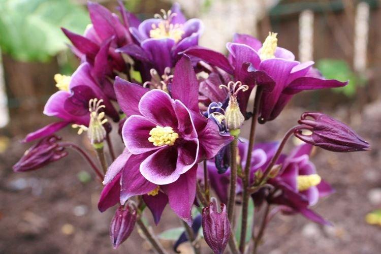 Аквилегия - фото