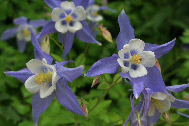 Аквилегия - фото