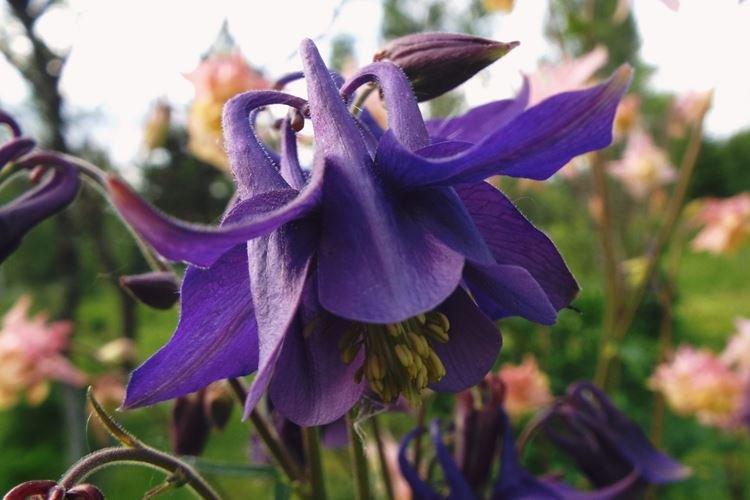 Аквилегия - фото