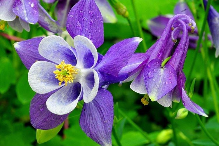 Аквилегия - фото