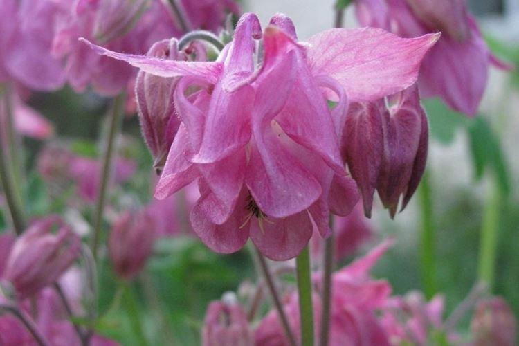 Аквилегия - фото