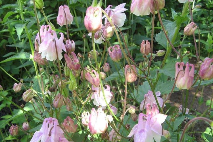 Аквилегия - фото