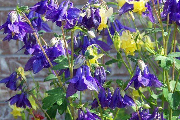 Аквилегия - фото