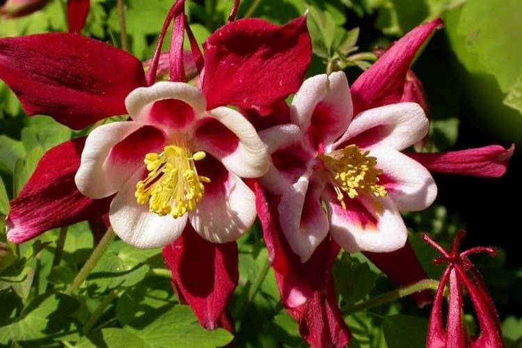 Аквилегия - фото