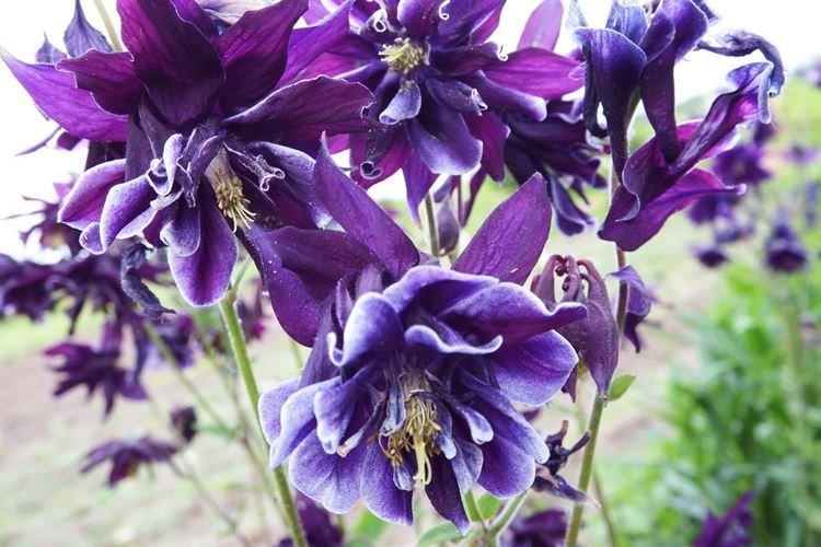 Аквилегия - фото