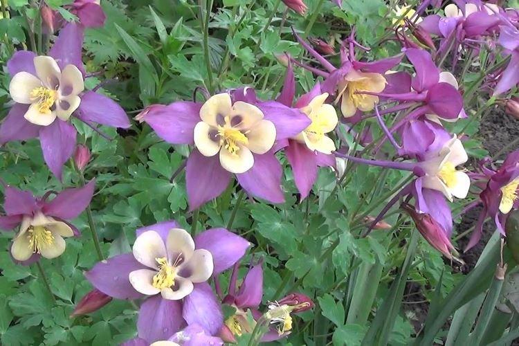 Аквилегия - фото