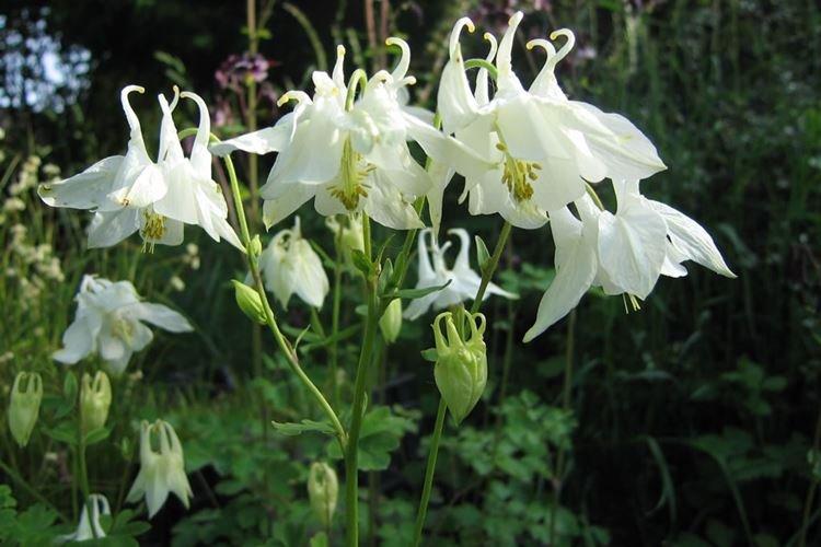 Аквилегия - фото