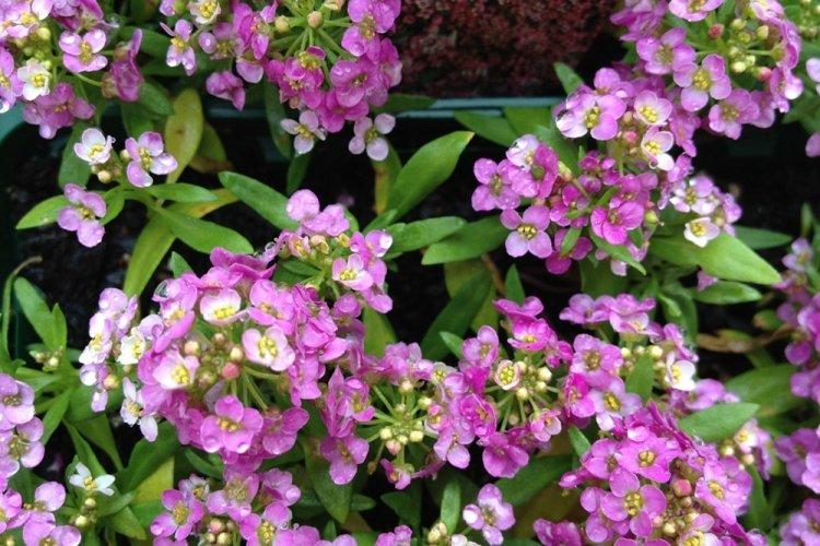 Алиссум - фото