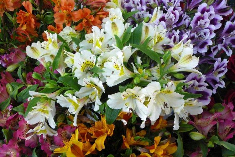 Альстромерия - фото