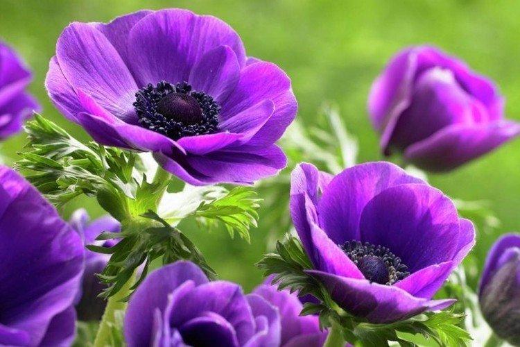 Общая информация - Анемоны