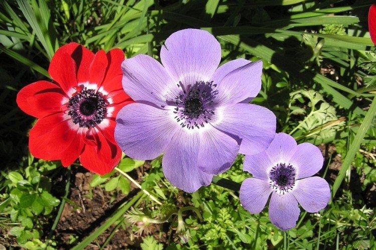 Обыкновенная анемона - Виды анемонов