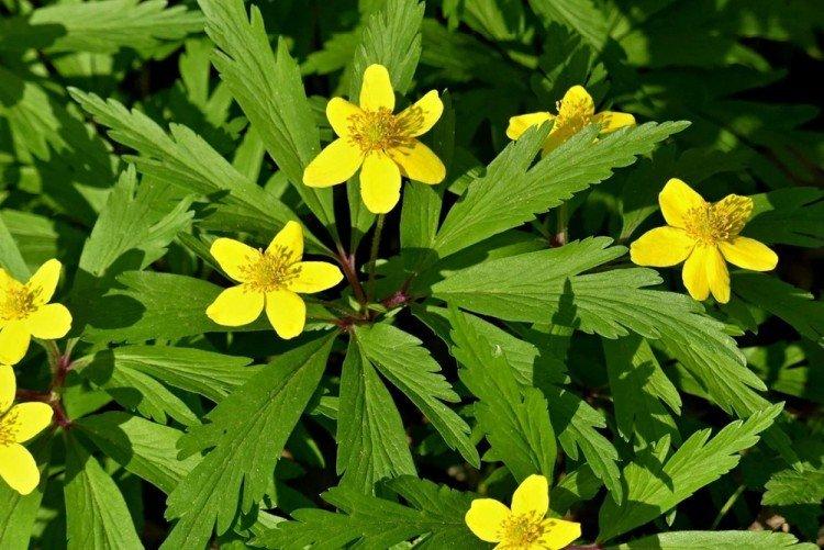 Лютичная анемона - Виды анемонов