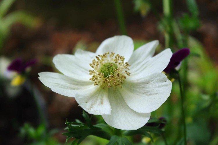 Анемона липсиенсис - Виды анемонов