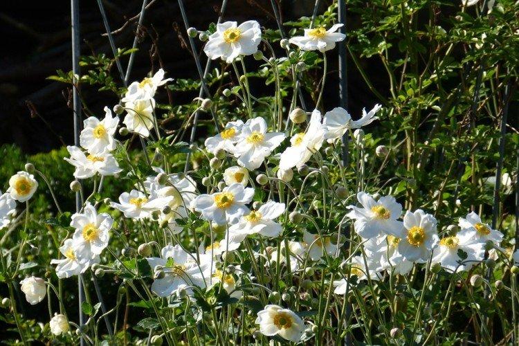 Освещение - Уход за анемонами