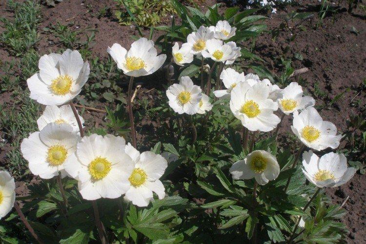 Почва и удобрения - Уход за анемонами