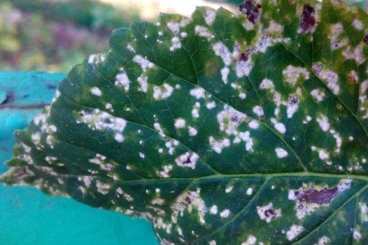 Борьба с вредителями и болезнями - Анемоны