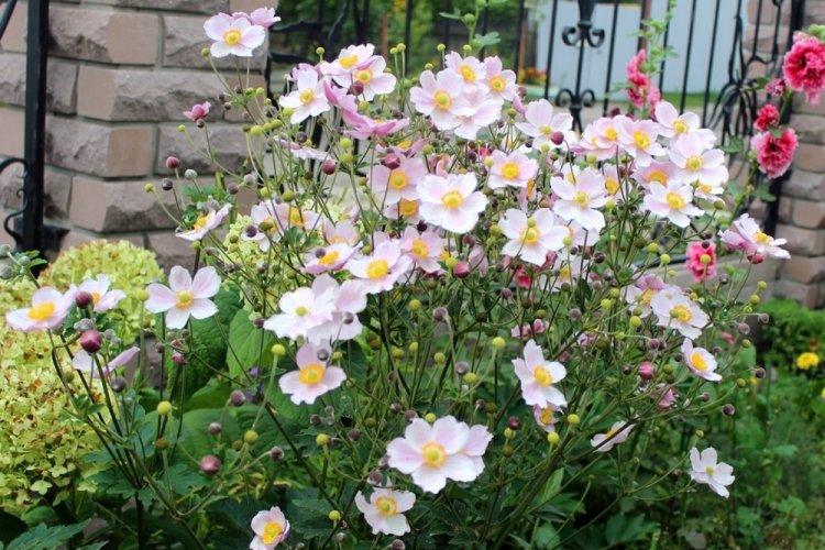 Анемоны - фото