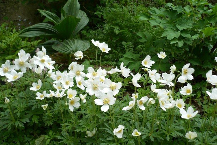 Анемоны - фото