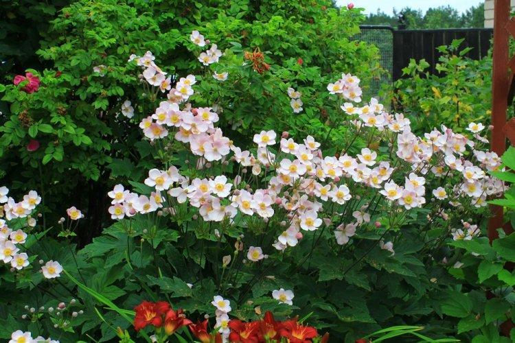 Анемоны - фото