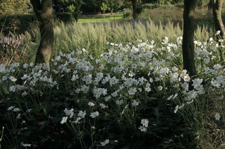 Анемоны - фото