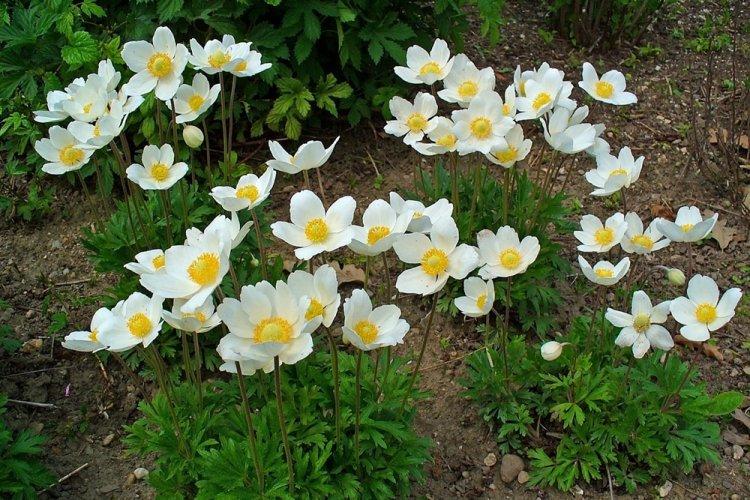 Анемоны - фото