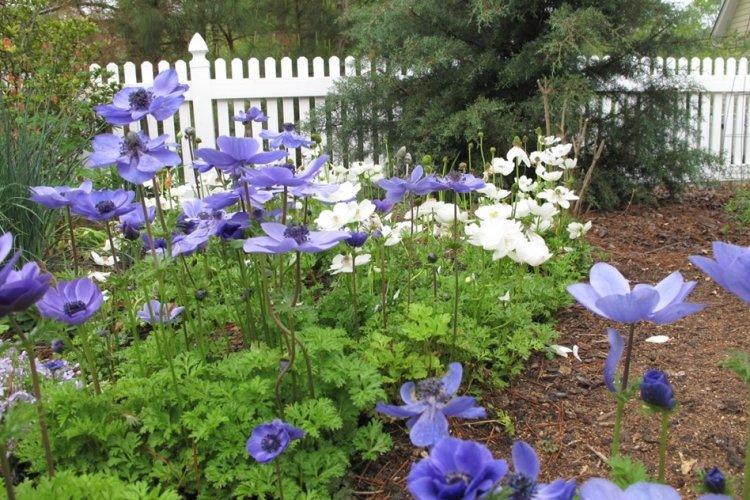 Анемоны - фото