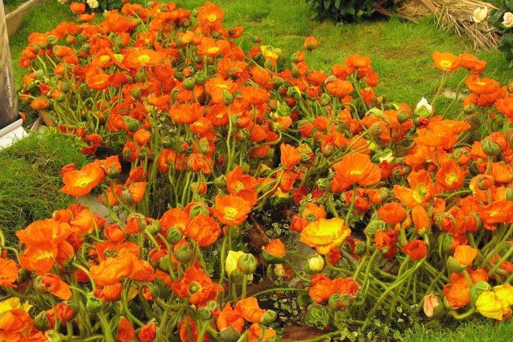 Анемоны - фото